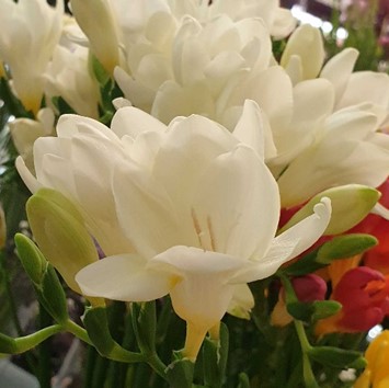 Freesia Blanc