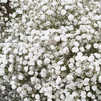 Gypsophile