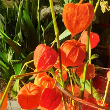 Physalis - Amour en cage