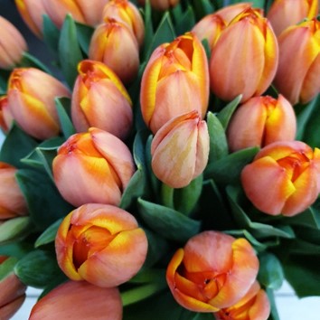 Tulipe Orange