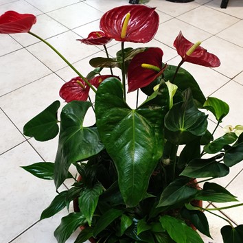 Anthurium