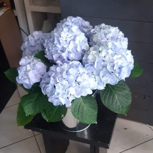 Hortensia