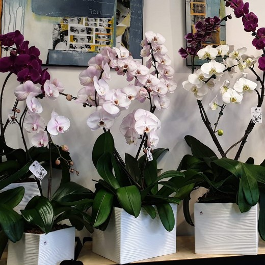 Orchidee